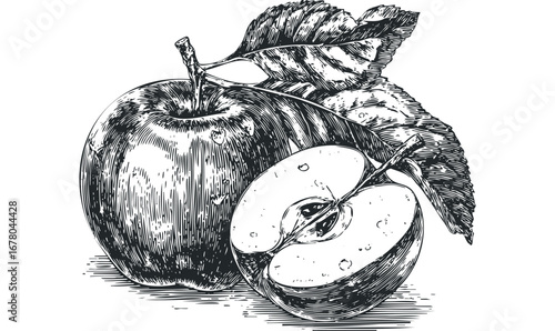 Detailed Engraved Black and White Apple and Half Apple with Leaves. Vector hand drawn illustration