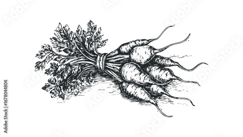 Sketch of Freshly Harvested Root Vegetables with Green Tops. Vector hand drawn illustration