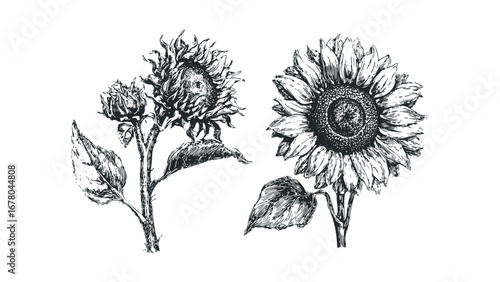 Detailed Ink Sketch of Two Sunflowers with Leaves on Transparent Background. Vector hand drawn illustration