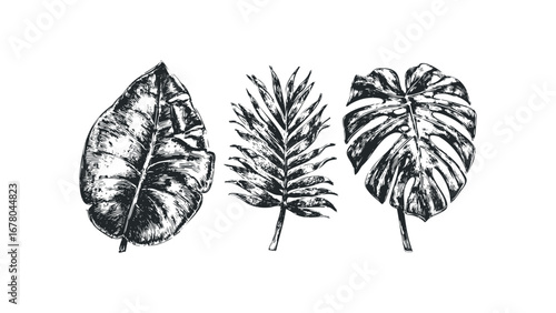 Sketch of three assorted tropical plant leaves on transparent background. Vector hand drawn illustration