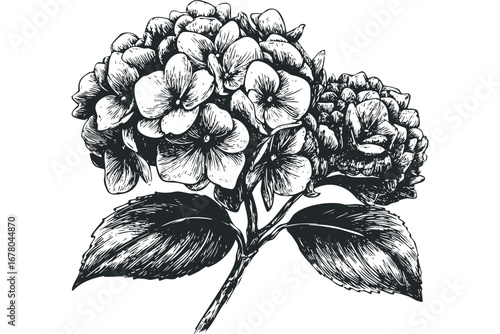 Hand drawn hydrangea blossom with leaves on white. Vector hand drawn illustration