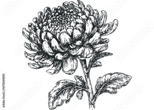 Detailed Ink Drawing of a Chrysanthemum Flower on a Transparent Background. Vector hand drawn illustration