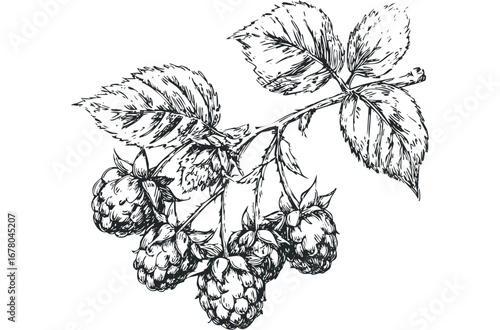 Hand-drawn black and white sketch of raspberries on a stem. Vector hand drawn illustration