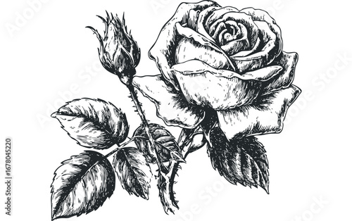 Line art engraving of a blooming rose and unopened bud with leaves. Vector hand drawn illustration