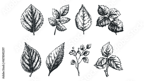Collection of Hand Drawn Botanical Leaf Sprigs and Single Leaves. Vector hand drawn illustration