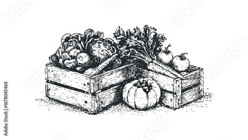 Vintage sketch of fresh vegetables in wooden crates on a white background. Vector hand drawn illustration