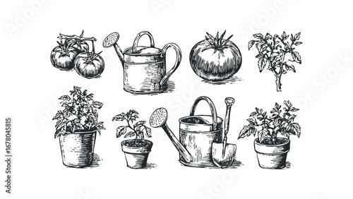 Vintage-style illustration of tomatoes, plants in pots, and garden tools on a white background. Vector hand drawn illustration