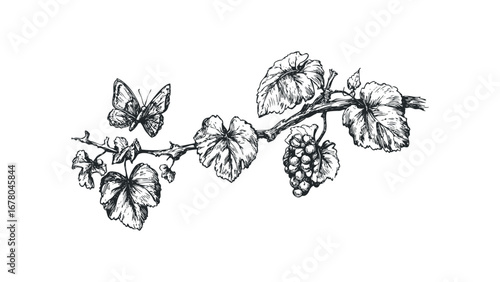 Hand Drawn Butterfly and Grapes on Branch. Vector hand drawn illustration