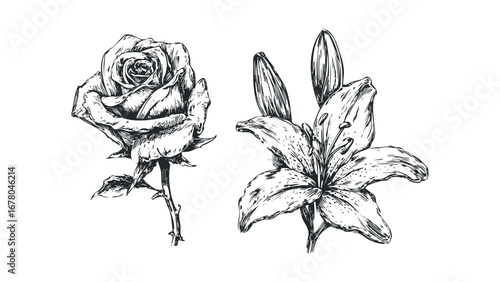 Pencil Sketch of Rose and Lily Flowers on White. Vector hand drawn illustration