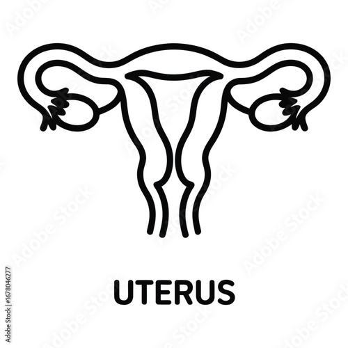Uterus illustration for medical diagram showcasing female reproductive system and anatomy detail  vector silhouette