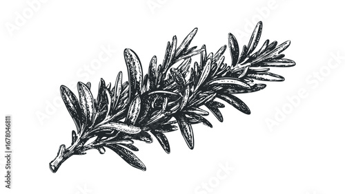 Hand drawn rosemary sprig with detailed leaves. Vector hand drawn illustration