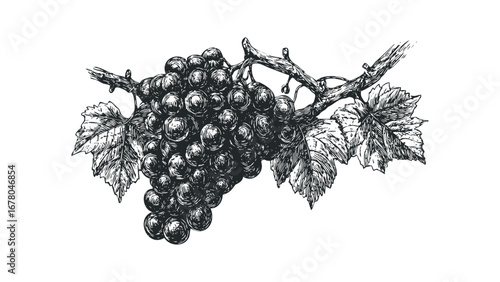 Bunch of ripe grapes with leaves on a vine sketch. Vector hand drawn illustration