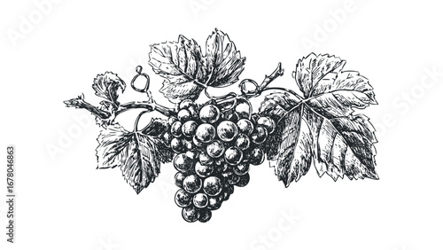 Line drawing of a ripe bunch of grapes with leaves on a vine. Vector hand drawn illustration