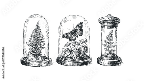 Vintage Insect and Plant Specimens in Glass Domes. Vector hand drawn illustration