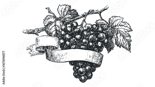 Sketch of ripe grapes on a vine with a blank ribbon and leaves. Vector hand drawn illustration