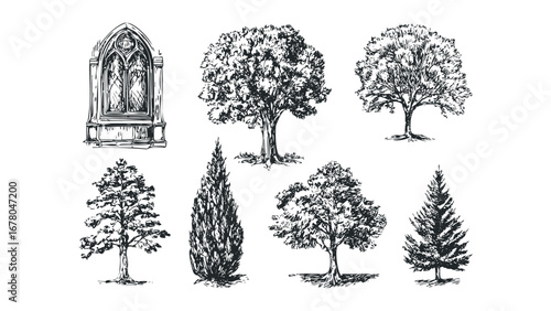 Vintage Hand Drawn Tree Collection and Gothic Window Graphic. Vector hand drawn illustration