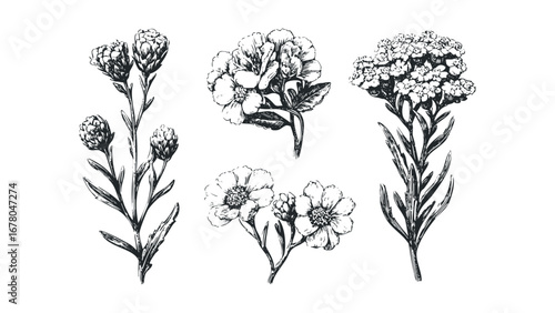 Botanical sketch of wildflowers and foliage isolated on a white background. Vector hand drawn illustration