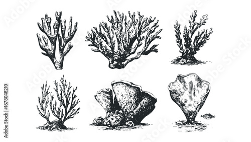 Six Hand Drawn Corals and Marine Life on Transparent Background. Vector hand drawn illustration