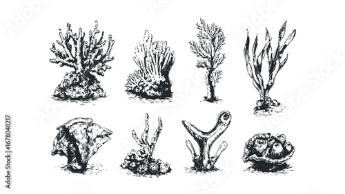 Collection of various marine plants and coral species depicted in a sketch style on a transparent background. Vector hand drawn illustration