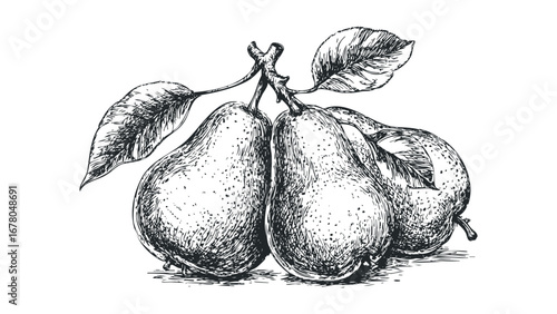 Hand drawn cluster of pears with leaves on a transparent background. Vector hand drawn illustration
