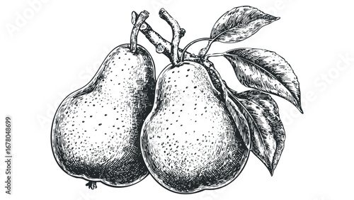 Detailed sketch of two pears with leaves on a branch. Vector hand drawn illustration