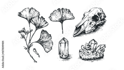 Ginkgo leaves, animal skull, and crystals isolated on white. Vector hand drawn illustration