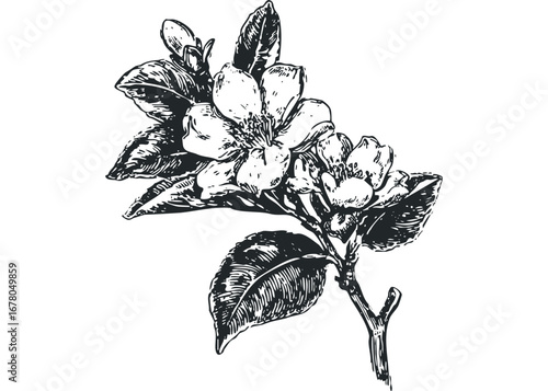 Line art depiction of a blossoming branch with leaves. Vector hand drawn illustration