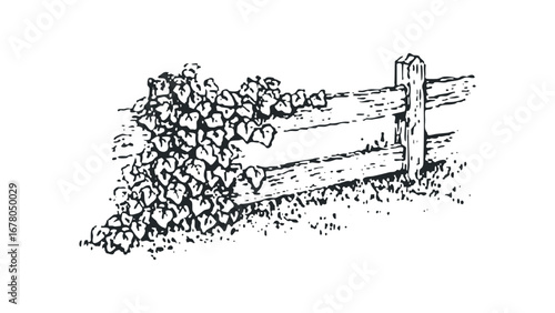 Vines climbing on a rustic wooden fence, black and white drawing. Vector hand drawn illustration