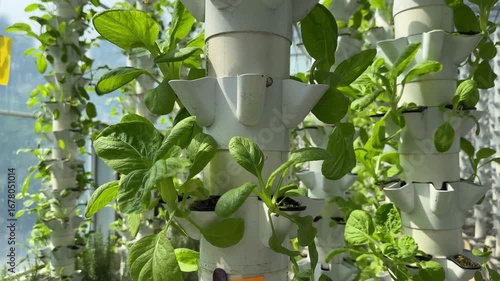 Vertical farming systems indoor agriculture hydroponics growing lettuce and greens