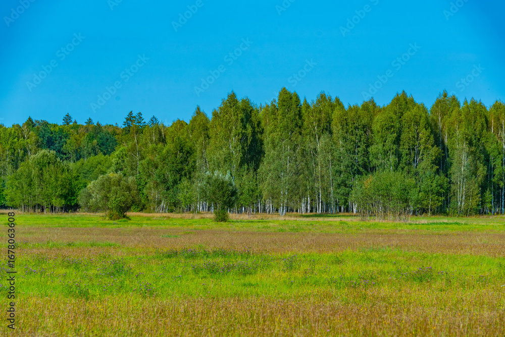 Obraz premium Meadow at Bialowieza national park in Poland