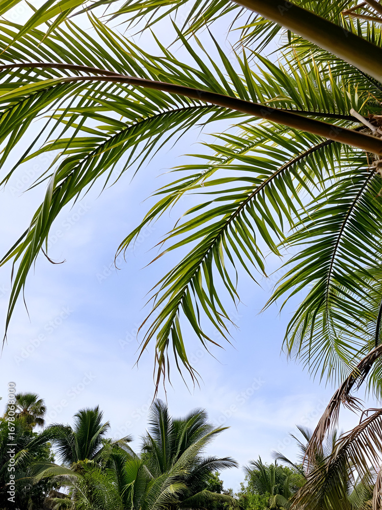 Fototapeta premium Tropical tree leaves and branch foreground