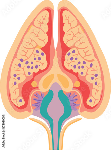 Medical Illustration of Pineal Gland Anatomy in Human Brain Section
