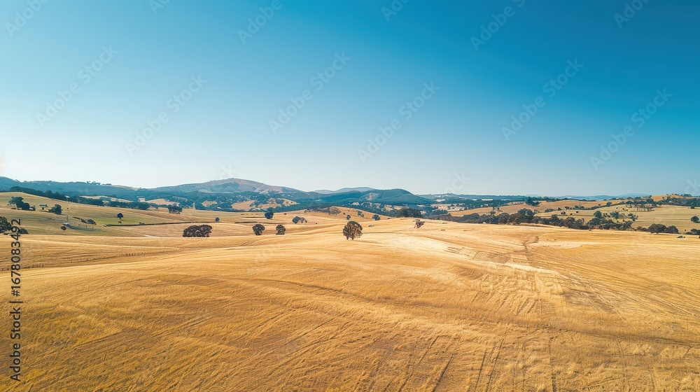 Fototapeta premium Vast golden field landscape with blue sky and distant hills in countryside
