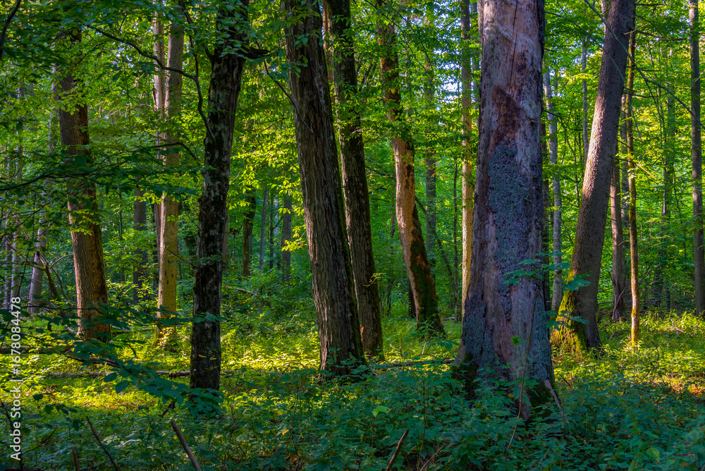 Fototapeta premium Part of Bialowieza national park with the highest level of restr