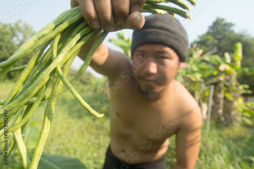 Farmers collect long bean