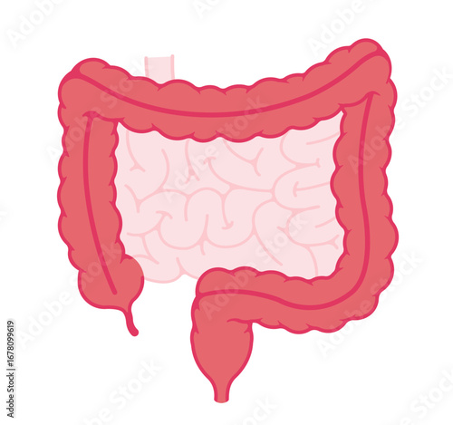 Large intestine anatomy vector illustration ( no text )