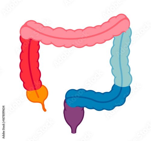 Large intestine anatomy vector illustration ( no text )