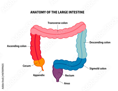 Large intestine anatomy vector illustration