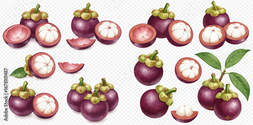 A collection of watercolor style mangosteen illustrations, showing whole, halved, and sliced fruits with leaves on a transparent background.