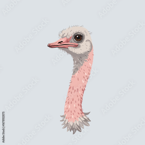 Close-up illustration of an ostrich head and neck with detailed feathers.