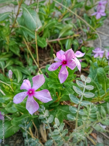 flower, pink, nature, plant, garden, purple, blossom, flowers, bloom, summer, spring, flora, petal, macro, beauty, geranium, beautiful, clematis, violet, floral, blooming, closeup, red, close up, bota