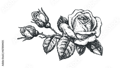 Detailed line drawing of a blooming rose with two buds on a branch. Vector hand drawn illustration