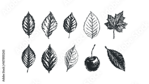 Collection of Hand-Drawn Botanical Elements with a Cherry. Vector hand drawn illustration