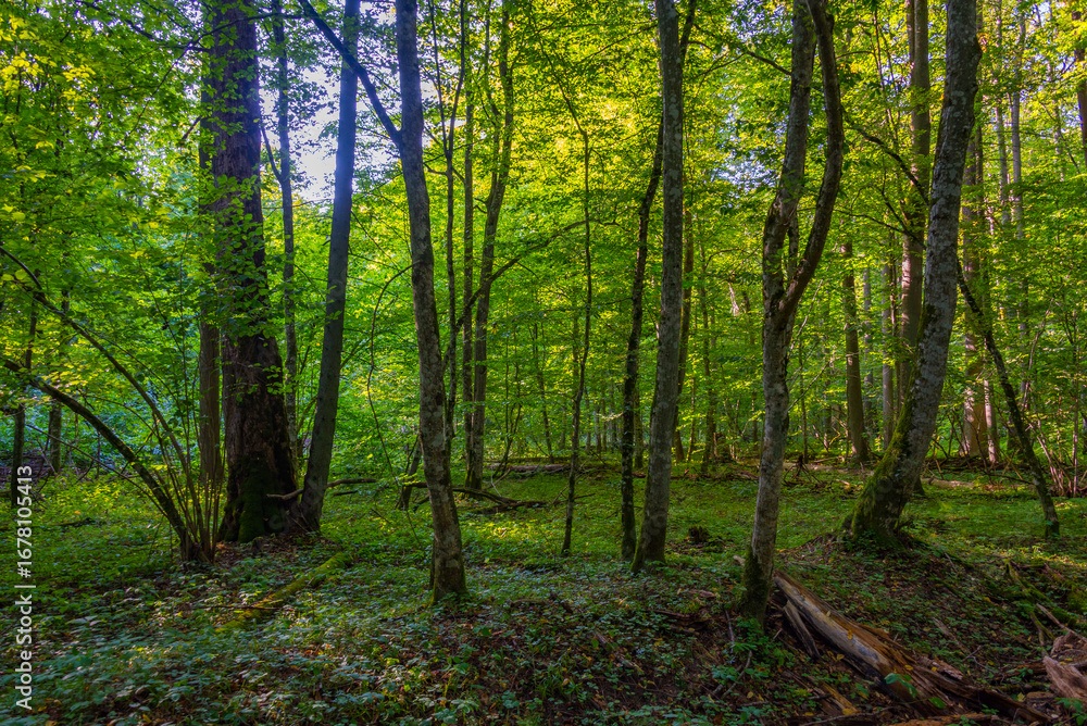 Naklejka premium Part of Bialowieza national park with the highest level of restr