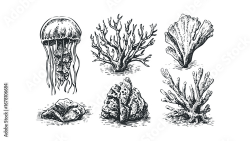 Engravings of marine life including jellyfish, coral, and rocks. Vector hand drawn illustration
