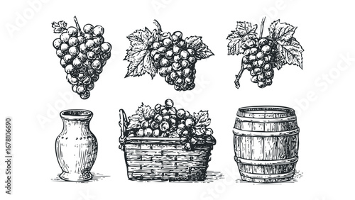 Hand-drawn grape clusters, basket, amphora vase, and wooden barrel still life on transparent background. Vector hand drawn illustration