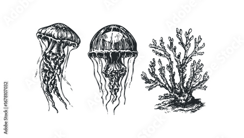 Hand Drawn Vintage Jellyfish and Coral Specimen. Vector hand drawn illustration