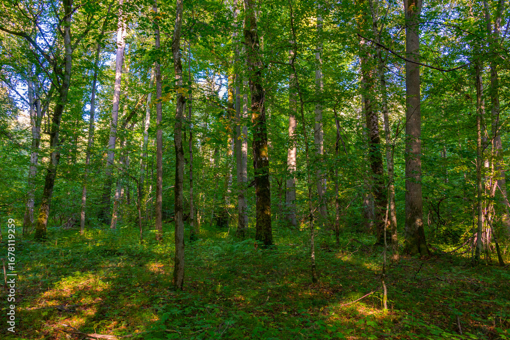Obraz premium Part of Bialowieza national park with the highest level of restr