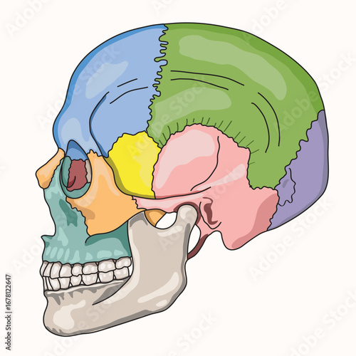 Detailed vector illustration of the human skull anatomy in side view, showing different bones with separated colors.