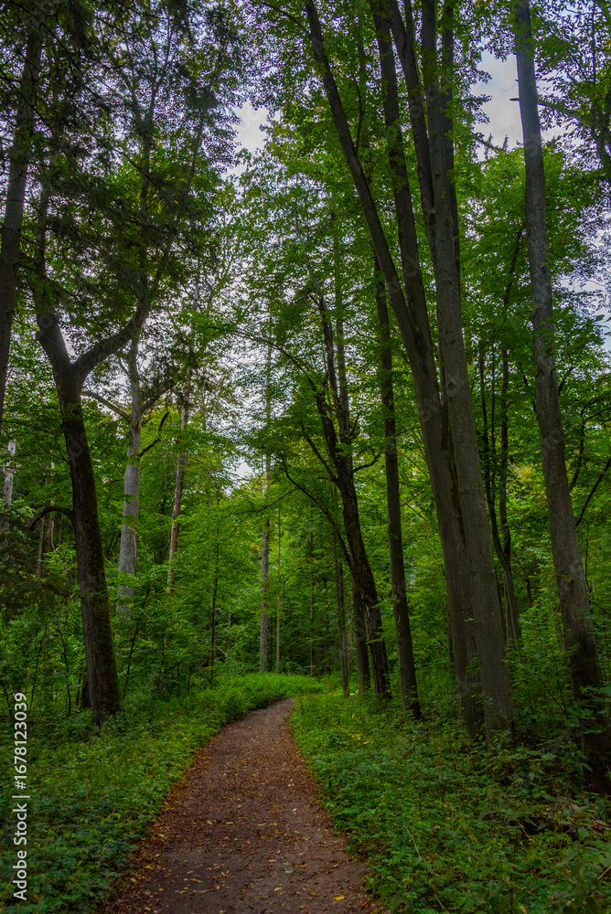 Obraz premium Part of Bialowieza national park with the highest level of restr